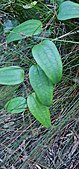 Leaves of Smilax glyciphylla showing three prominent veins. Drawing Room Rocks Track, near Berry, NSW.