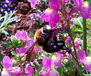 Xylocopa erythrina, a carpenter bee named by Gribodo