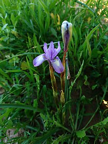 Wild Iris Spuria in Behbahan