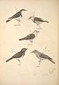 Illustration of five Meliphagidae species from the Companion to Gould's Handbook; banded honeyeater top left