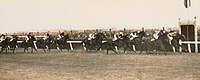 Hall Mark, 1933 Melbourne Cup finish