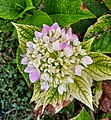 Flower of hydrangea