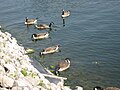 Canada Geese, Pier 8