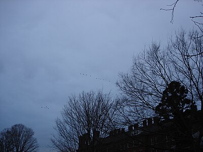 Geese flying over Main Hall.