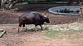 Indian Bison in Thiruvananthapuram zoo