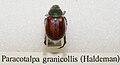 Paracotalpa granicollis, adult specimen