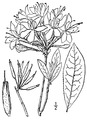 Botanical illustration, 1913