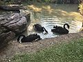 Black swans in the park