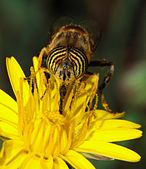 Head of a hoverfly