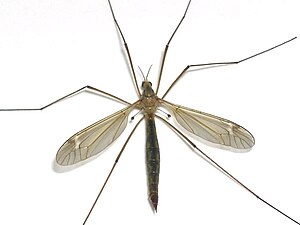 A crane fly, showing the hind wings reduced to drumstick-shaped halteres