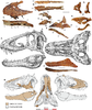Skull fossils and reconstruction of Lythronax argestes