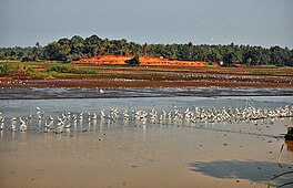 A view of Kole Wetlands with birds