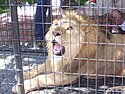 lion in captivity