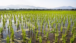 Rice paddy fields