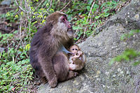Female Tibetan macaque breastfeeding infant.