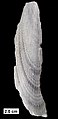 Fin spine of the ptyctodont, Gamphacanthus, showing color patterns; from the Middle Devonian of Wisconsin.