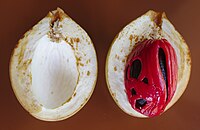 Red aril and seed within fruit