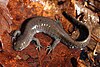 A brown salamander resting on leaves