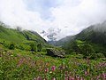 The perpetual alpine meadows in Valley of Flowers, Uttarakhand, India (western Himalayas).