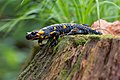Image 25Fire salamander
