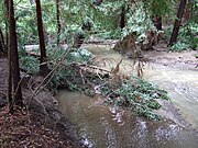 Fallen redwood in Adobe Creek. This large woody debris prevents erosion by slowing high flows and provides shelter for trout and other species