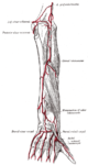 Arteries of the back of the forearm and hand.