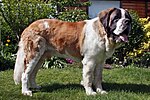 Thumbnail for St. Bernard (dog breed)