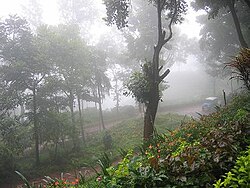 Foggy day at Kemmangundi