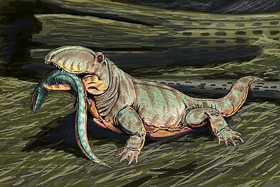 Ophiacodon widespread in Early Permian North America[note 2]