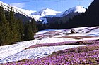 A field of crocuses in the Goryczkowa Valley, Western Tatras