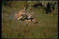 Two San Joaquin kit foxes
