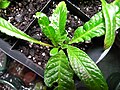 Streptocarpus seedling with Streptocarpus liliputana in recent ancestry