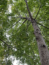 Walnut tree (Júglans)