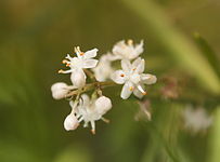 Flowers of Ayurvedic Herb Shatavar (Asparagus racemosus)
