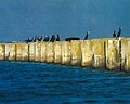 Great cormorants on the wall of thermic separation (CNA phot.)