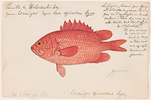 An 1865 watercolor spinycheek soldierfish painting by Jacques Burkhardt.