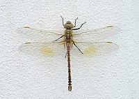 Vagrant Emperor dragonfly