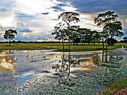 Pantanal near Poconé