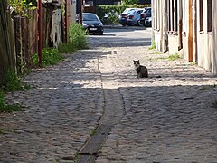 A cobblestone lane with a leisurely cat