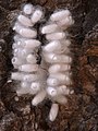 A hyperparasitoid pteromalid wasp on the cocoons of its host, itself a parasitoid braconid wasp