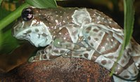 Amazon milk frog – Trachycephalus resinifictrix