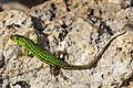 Image 19Sicilian wall lizard