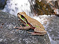 Image 15Blue Mountains tree frog