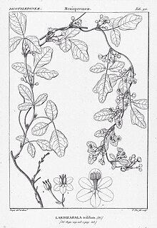 Black and while illustration of Boquila trifoliolata. Vines form an upside-down U-shape with three-lobed leaves arranged in bundles of 3 to 4.