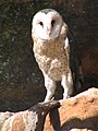 Tyto capensis African Grass owl