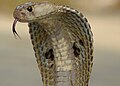 Indian cobra displaying an impressive hood