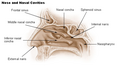 Diagram of the nasal cavity