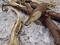 Ayurvedic Herb Mulethi (Liquorice) roots with bark