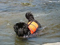 A Newfoundland river rescue unit's dog in action