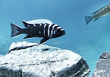 An image of Microchromis zebroides